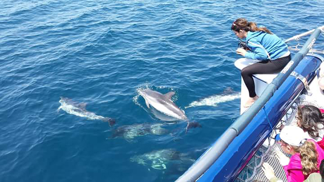 Visita-ai-delfini-di-Taranto