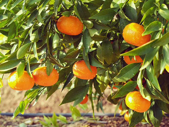 CLEMENTINE-DEL-GOLFO-DI-TARANTO-IGP-FOTO