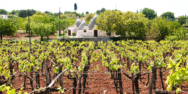 puglia-vigneti