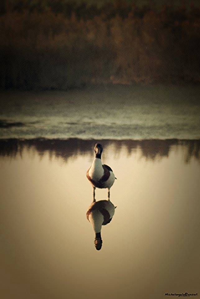 10447743_781763168538916_5913640159307700754_n