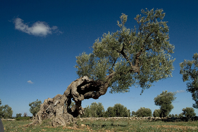 ulivi-puglia