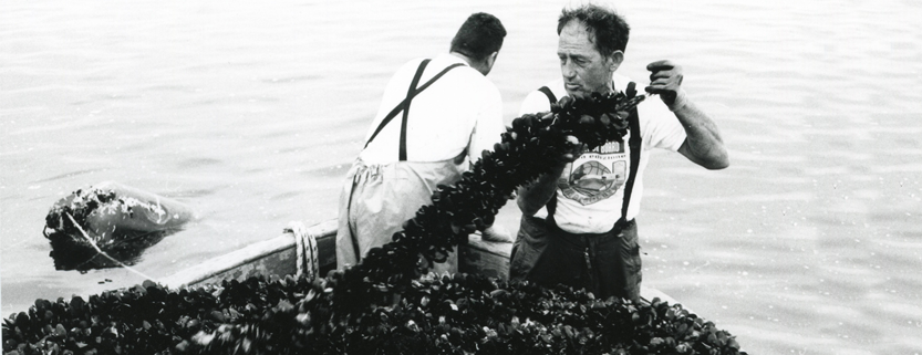 cozzari-di-taranto-833x321